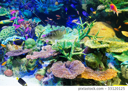 Sunshine aquarium coral reef and saltwater fish Sunshine aquarium coral reef and saltwater fish 33120125