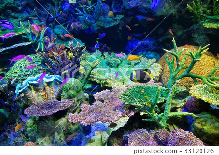 陽光水族館珊瑚礁和鹹水魚 33120126