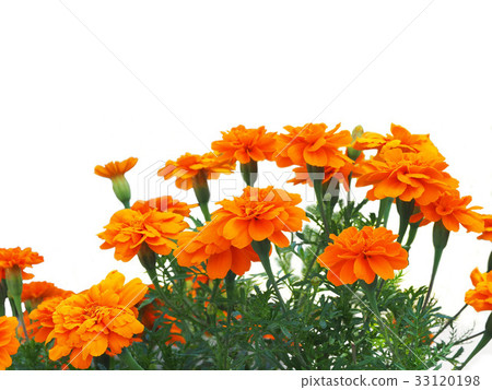 萬壽菊 萬壽菊 33120198