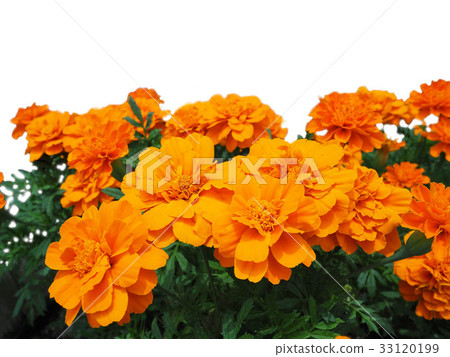 萬壽菊 33120199