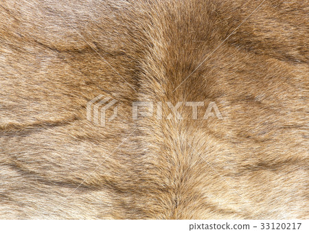 Colored  reindeer fur texture. 33120217