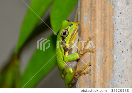 Tree frog climbing a bamboo 33120388