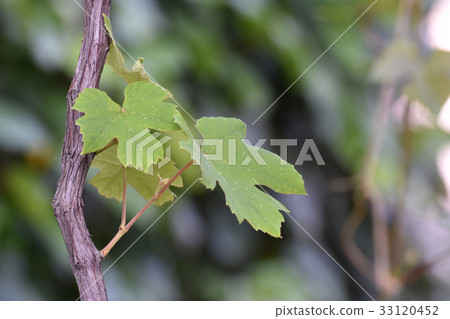 Delaware Delaware 33120452