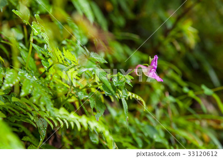 Purple garden balsam. 33120612