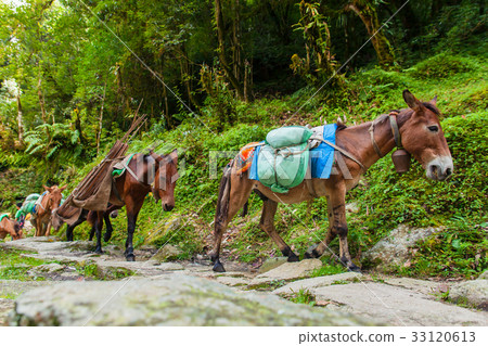 Mules carrying the baggage up the Mountains. 33120613