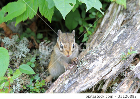 Ezoshimaris Ezoshimaris 33120882