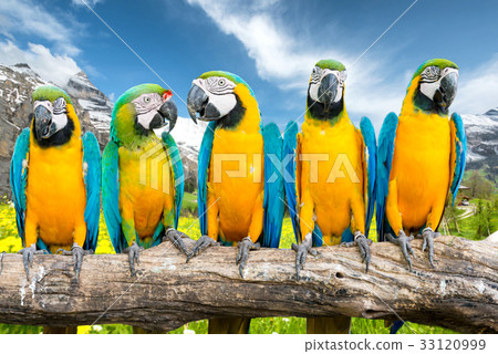 Blue-and-Gold Macaw against landscape Blue-and-Gold Macaw against landscape 33120999