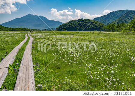 Ozegahara cottongrass社區和Mt. 33121091