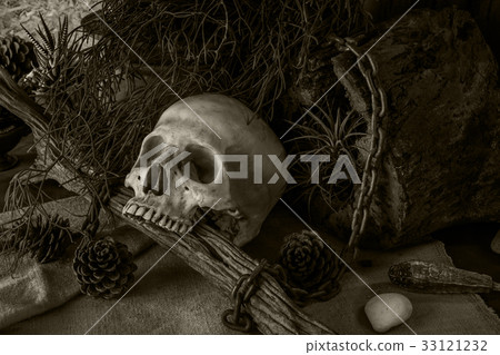 Still life with a human skull with desert plants. Still life with a human skull with desert plants. 33121232