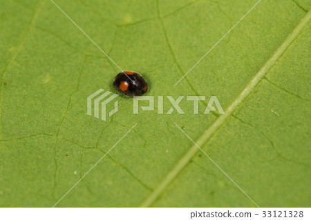 生物昆蟲Himephae moncrota longiflora,初夏的Yamahara。我在山路上行走時從另一邊飛來 生物昆蟲Himephae moncrota longiflora,初夏的Yamahara。我在山路上行走時從另一邊飛來 33121328