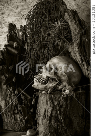 Still life with a human skull with desert plants Still life with a human skull with desert plants 33121385