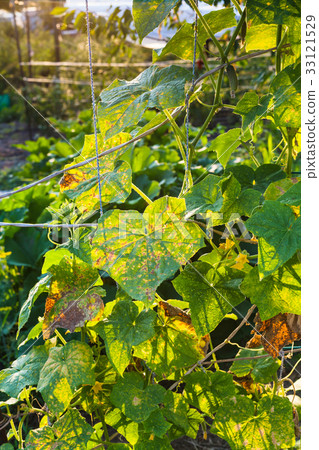 cucumber plantation in garden at summer sunset 33121529