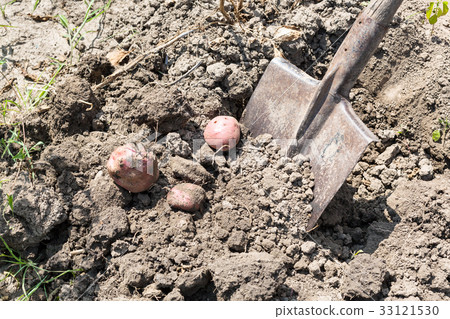 Dig out ripe potatoes by shovel in garden 33121530