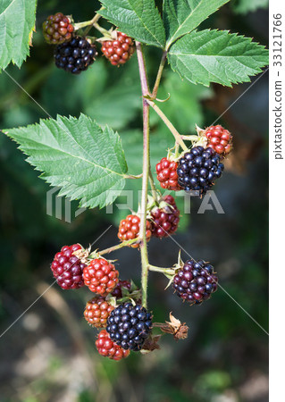 twig with ripe blackberries in summer season 33121766