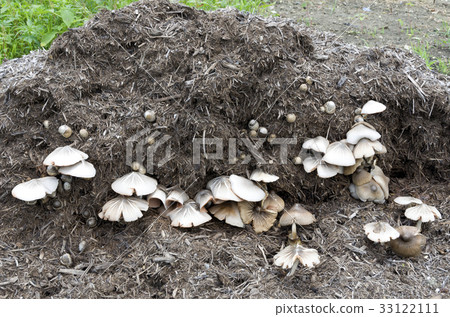 在甘蔗渣中生長的蘑菇 在甘蔗渣中生長的蘑菇 33122111