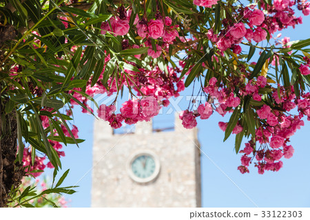 pink flowers of oleander in Taormina city 33122303