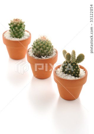Mini cactus cactus houseplant Mini cactus cactus houseplant 33122854