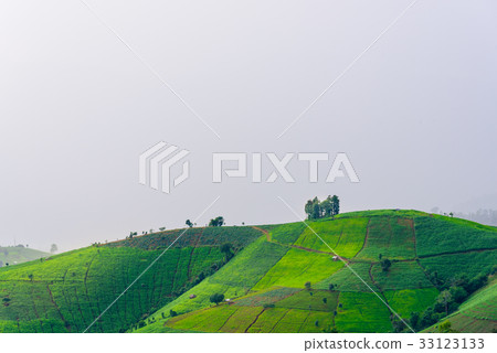 view of green rice fields terrace mountain view of green rice fields terrace mountain 33123133