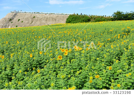 向日葵田 33123198