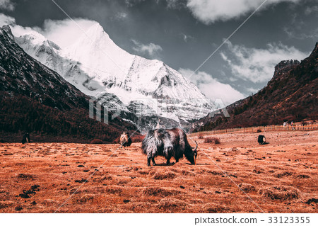 Black tibetan yaks in a pasture at snow mountains Black tibetan yaks in a pasture at snow mountains 33123355