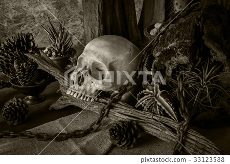 Still life with a human skull with desert plants. 33123588