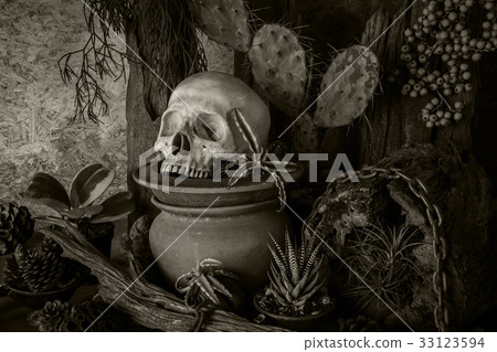 Still life with a human skull with desert plants. Still life with a human skull with desert plants. 33123594