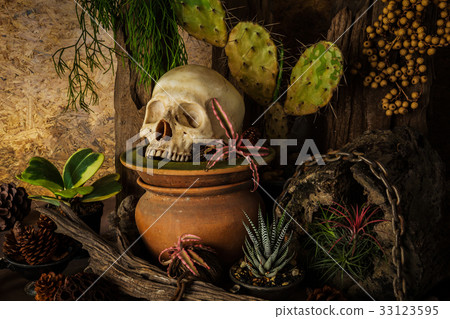 Still life with a human skull with desert plants. 33123595