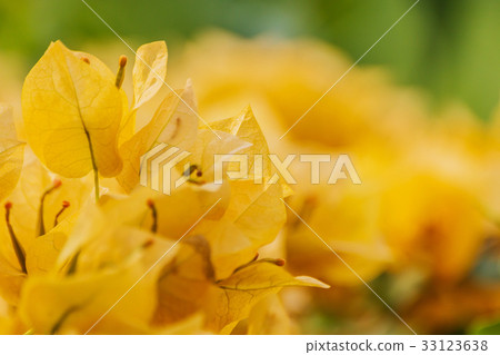 Orange bougainvillea flowers. 33123638