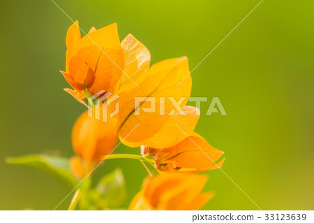 Orange bougainvillea flowers. Orange bougainvillea flowers. 33123639