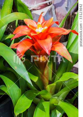 Bromeliad simulated tropical forest Bromeliad simulated tropical forest 33123642