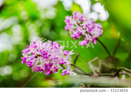 Beautiful bouquet of purple orchids Beautiful bouquet of purple orchids 33123650