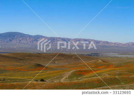 Poppy flower garden Poppy flower garden 33123693