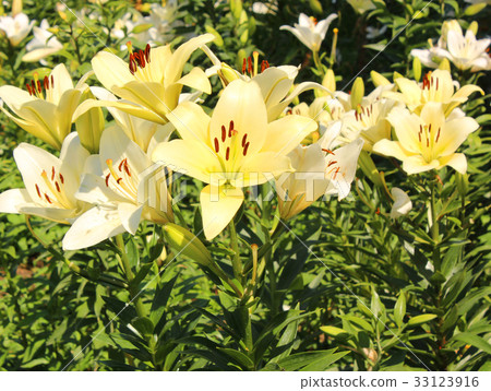 Lily flower shining in summer sunshine Lily flower shining in summer sunshine 33123916