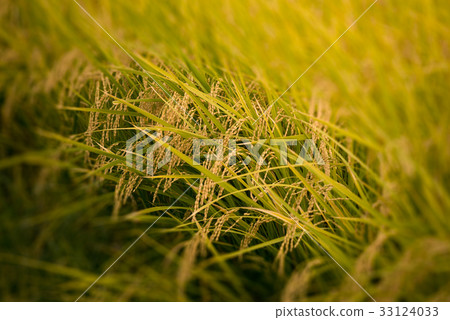 在收穫附近的干旱米 在收穫附近的干旱米 33124033