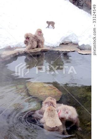 A Japanese monkey in Yamanouchi-machi, Nagano prefecture, which warms a cold body in a hot spring, a so-called snow monkey A Japanese monkey in Yamanouchi-machi, Nagano prefecture, which warms a cold body in a hot spring, a so-called snow monkey 33124549