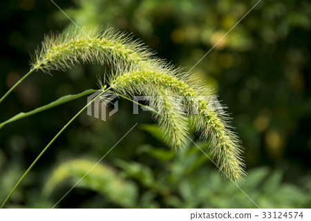 Setaria viridis 33124574