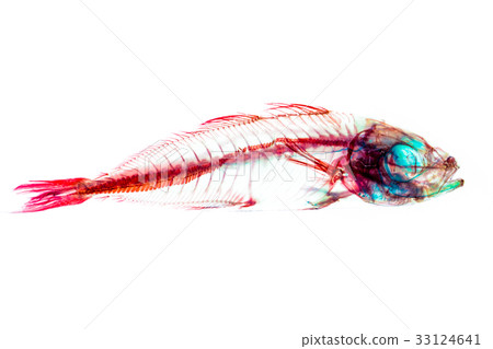 Transparent skeletal sample 33124641