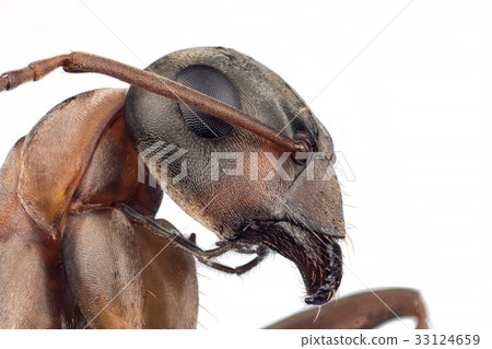 Head of ant Head of ant 33124659