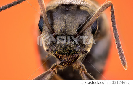 Head of ant 33124662