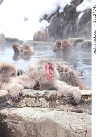 A Japanese monkey in Yamanouchi-machi, Nagano prefecture, which warms a cold body in a hot spring, a so-called snow monkey A Japanese monkey in Yamanouchi-machi, Nagano prefecture, which warms a cold body in a hot spring, a so-called snow monkey 33124740