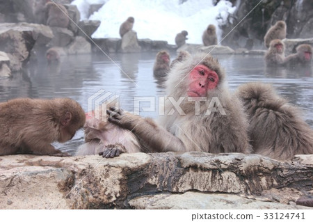 A Japanese monkey in Yamanouchi-machi, Nagano prefecture, which warms a cold body in a hot spring, a so-called snow monkey 33124741