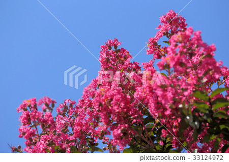 Salisbury flower (red) 33124972