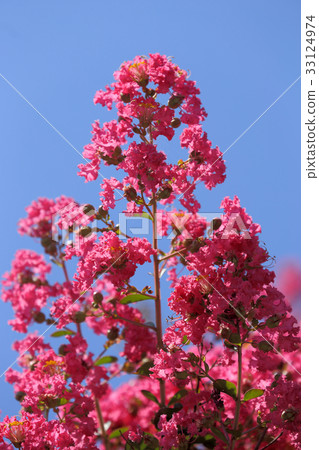 Salisbury flower (red) 33124974