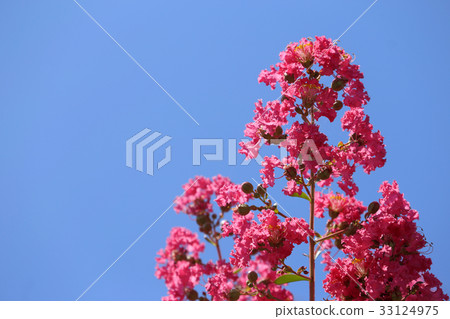 Salisbury flower (red) 33124975