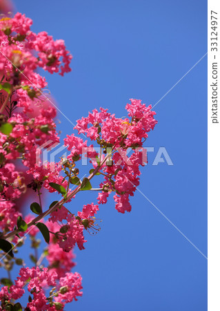 Salisbury flower (red) 33124977