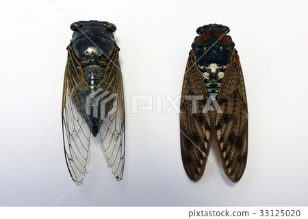 Abrasemi和Kumazemi Abrasemi和Kumazemi 33125020