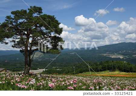 莉莉公園 33125421