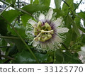 Passion fruit flower (horizontal) 33125770