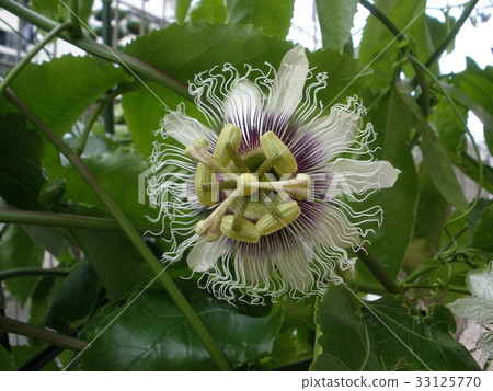 Passion fruit flower (horizontal) 33125770