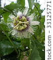 Passion Fruit Flower (Vertical) 33125771